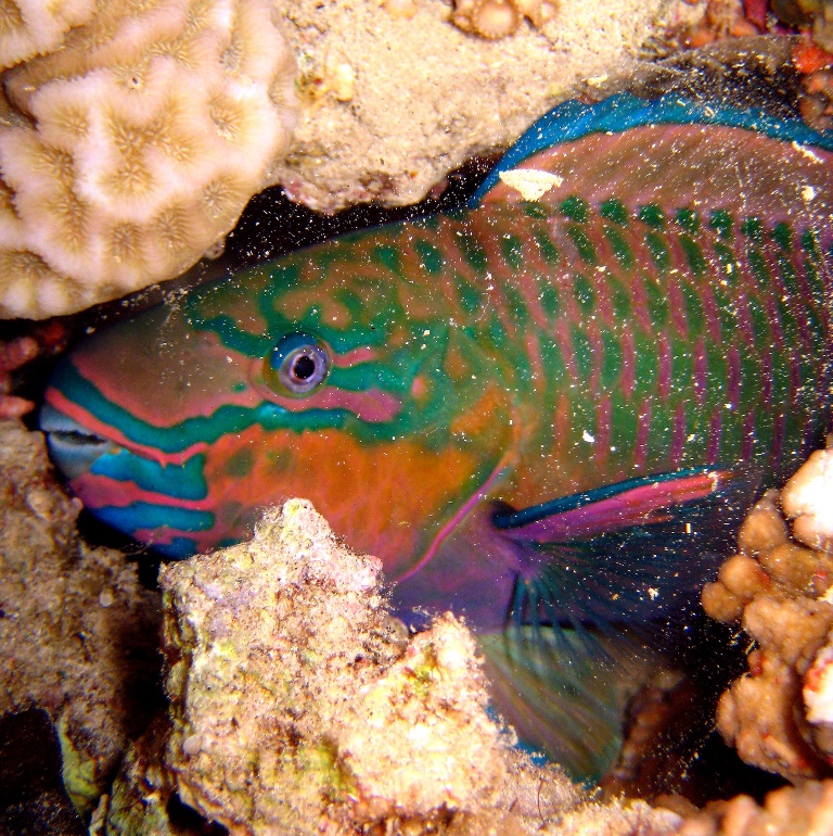 Спящая Рыба-попугай.