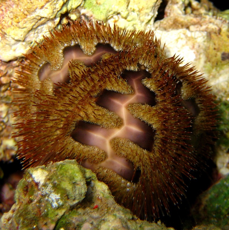 Морской ёж. Морской ёж.