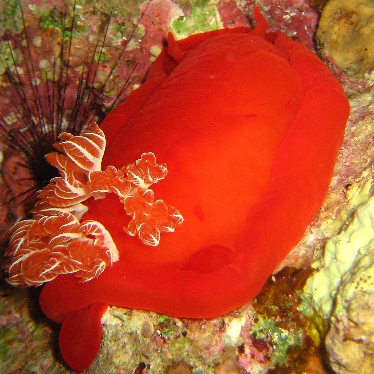 Испанский танцор.