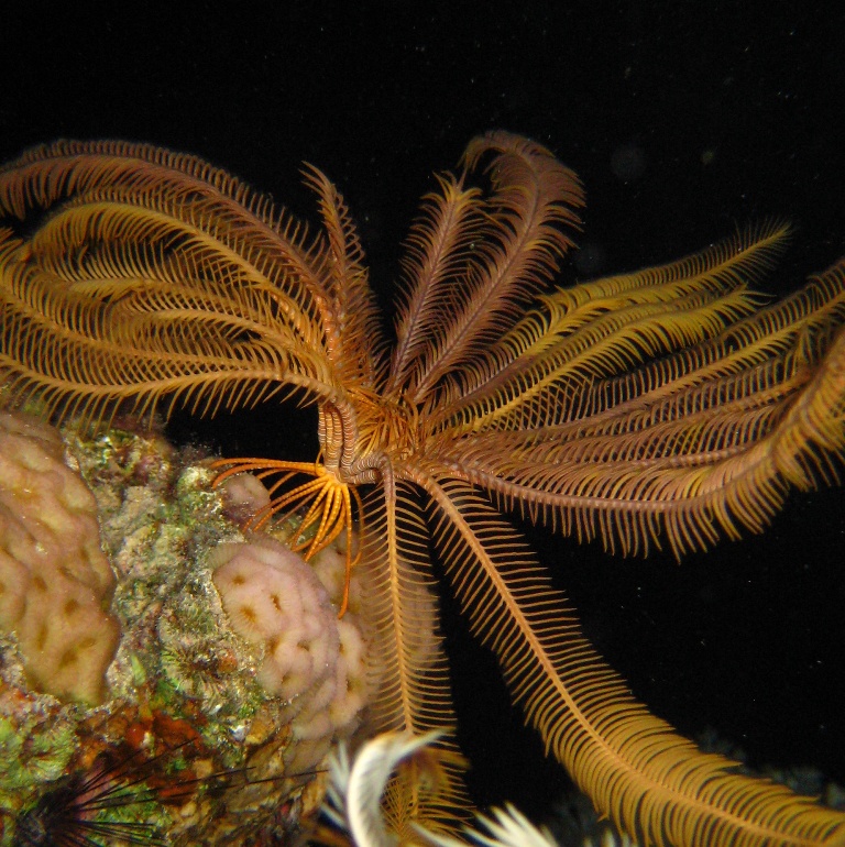 Морская лилия.