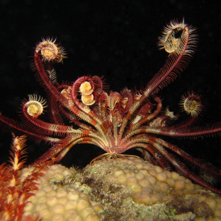 Морская лилия.