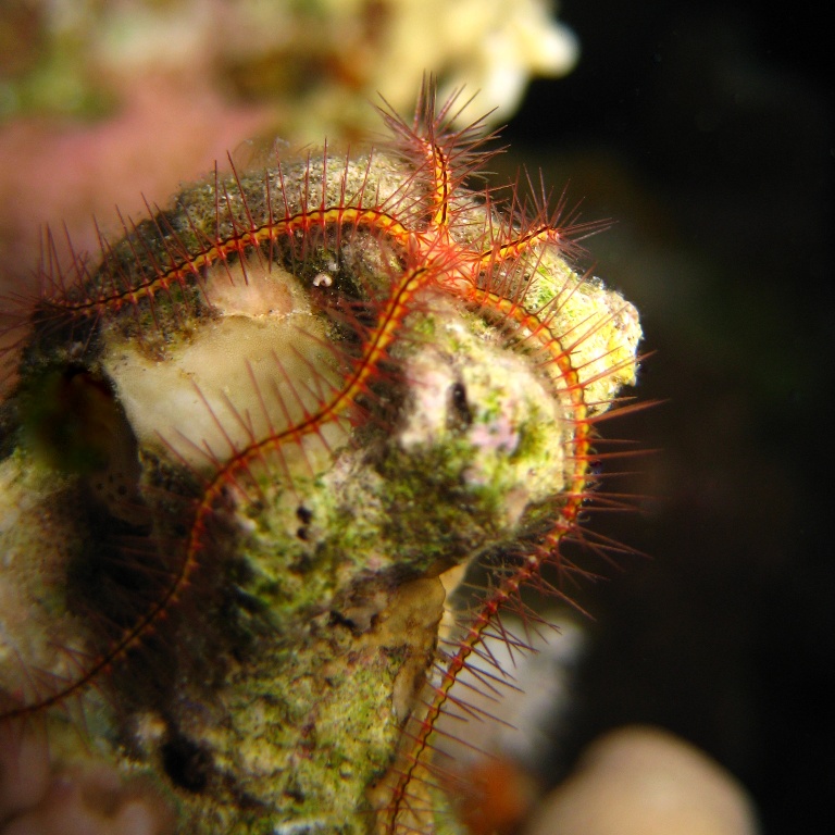 Офиура Офиотрикс Савиньи (Ophiothrix savignyi).