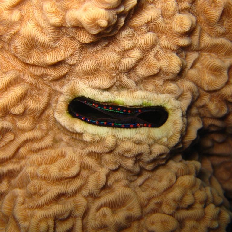 Коралловый гребешок.