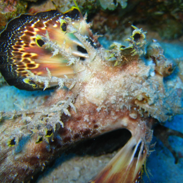 Нитепёрый морской дракон.