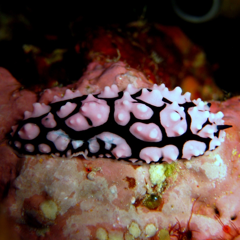 Голожаберный моллюск.