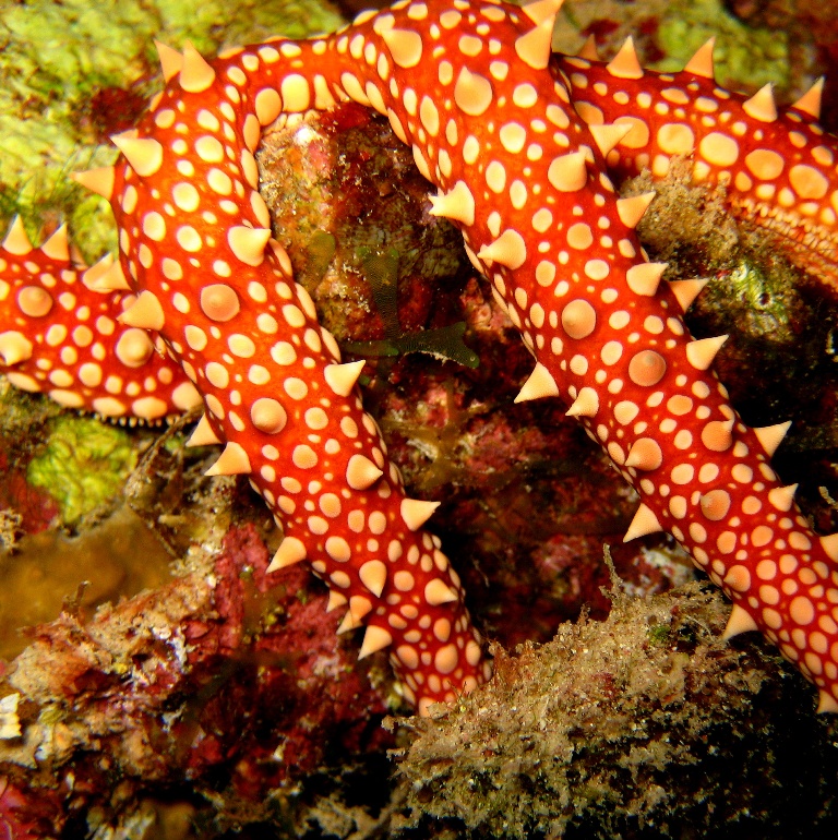 Морская звезда.