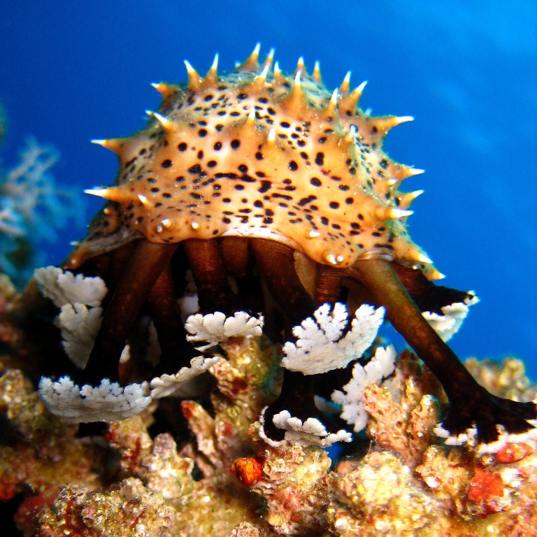 Голотурия. Голотурия.