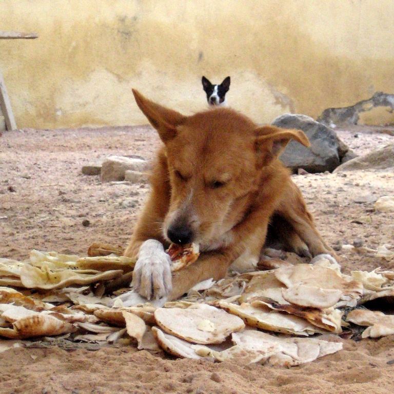 Дахабский пёс.