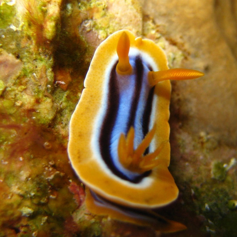 Голожаберный моллюск.