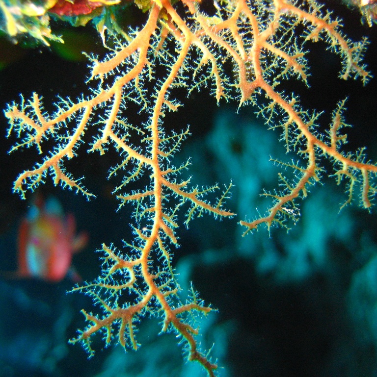 Коралловый куст. Коралловый куст.