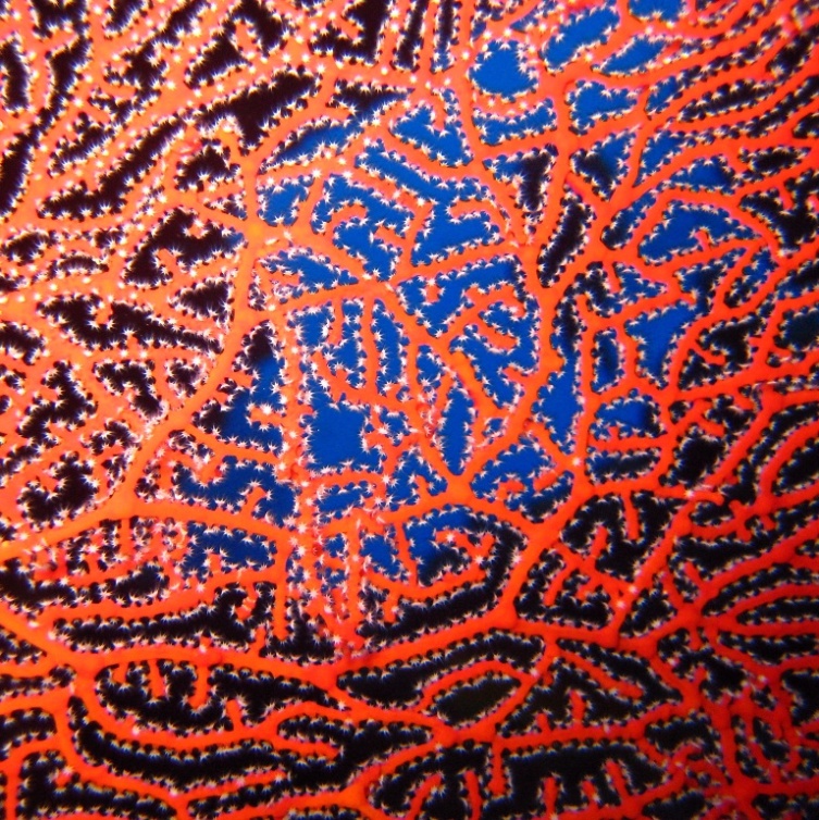 Горгонариевый мягкий коралл. Горгонариевый мягкий коралл.