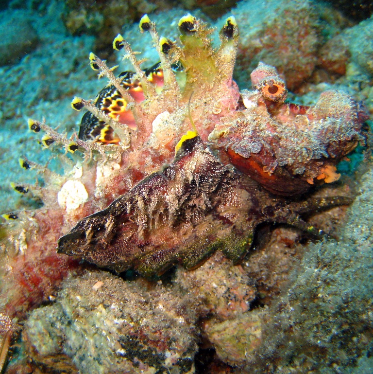 Нитепёрый морской дракон.