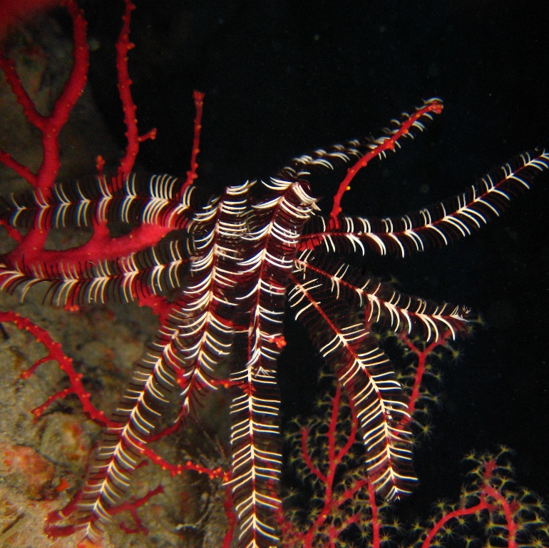 Дахаб, дайвсайт Caves. Десятилучевая морская лилия на кусте мягкого коралла.