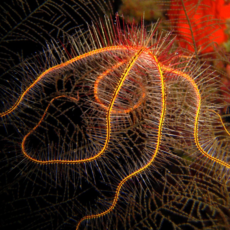 Caves, Офиура.