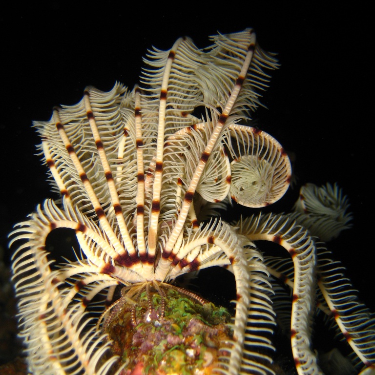 Морская лилия.