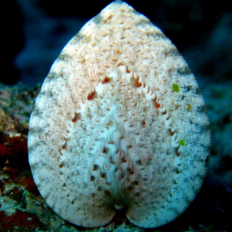 Двустворка Кардиум.