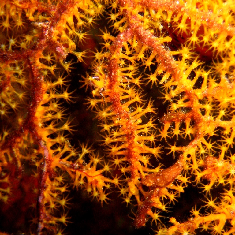 Горгонариевый мягкий коралл.