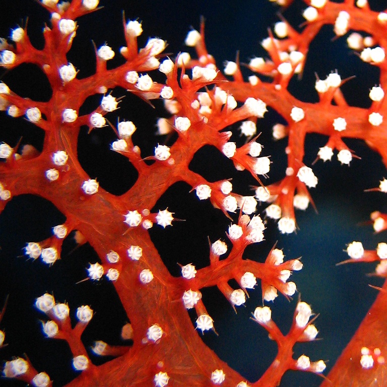 Альционария, древовидный мягкий коралл.