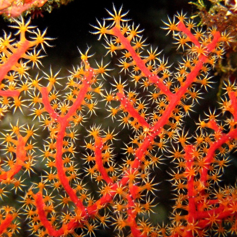 Горгонариевый мягкий коралл.