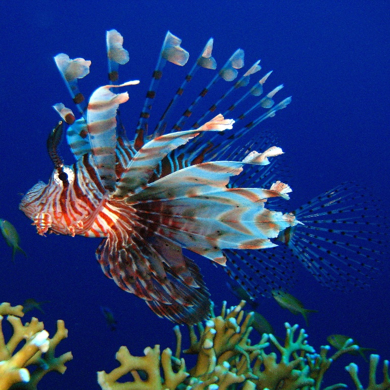 Крылатка воин.