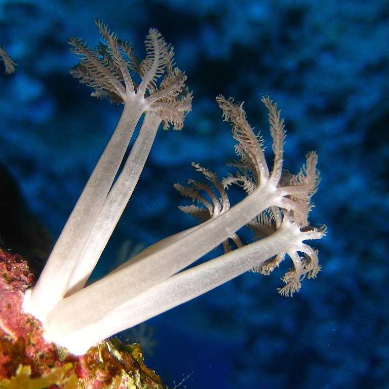 Мягкий коралл Ксения.