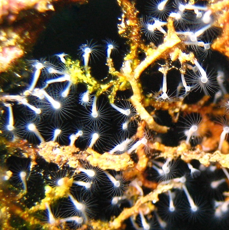 Колония гидроидных полипов. Колония гидроидных полипов.