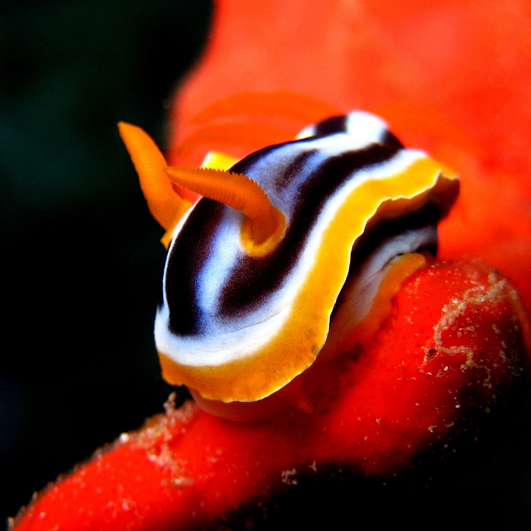 Хромодорис четырёхцветный. Хромодорис четырёхцветный.