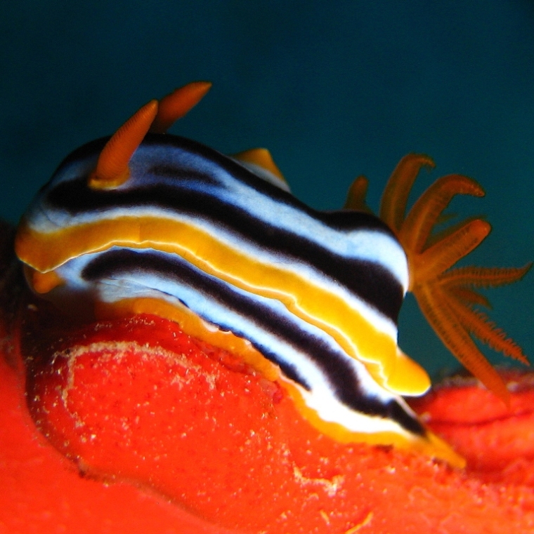 Хромодорис четырёхцветный.