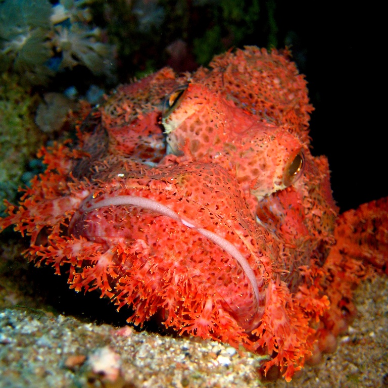 Скорпенопс.