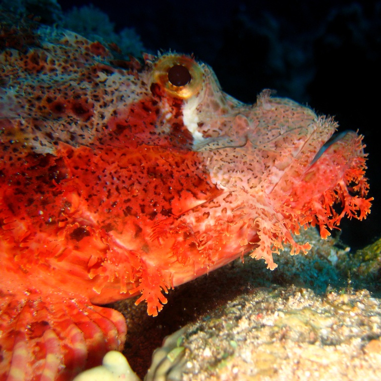 Скорпенопс.