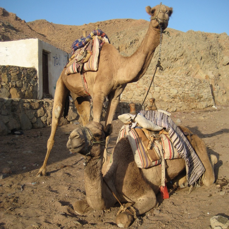 Верблюды у Блу Хола.