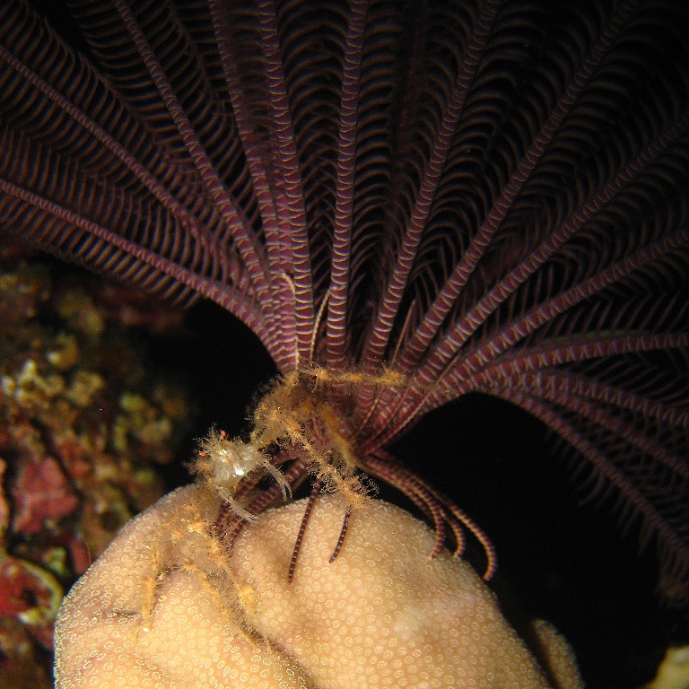 Краб-паук у морской лилии. Краб-паук у морской лилии.