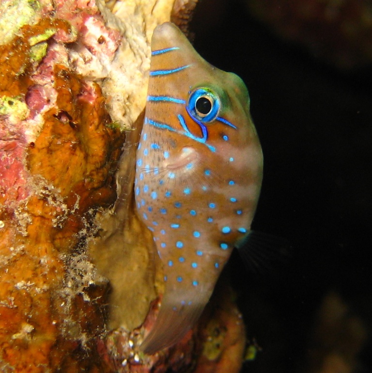 Карликовый иглобрюх.