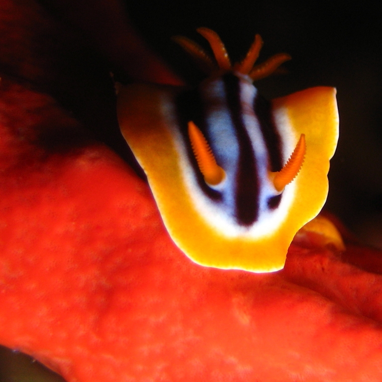 Хромодорис четырёхцветный. Хромодорис четырёхцветный.