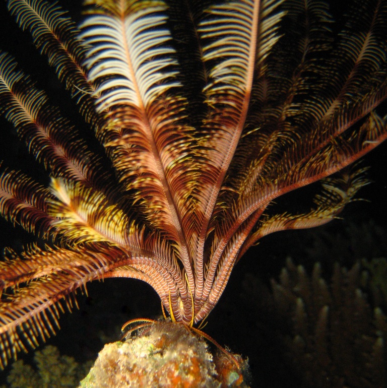 Морская лилия.