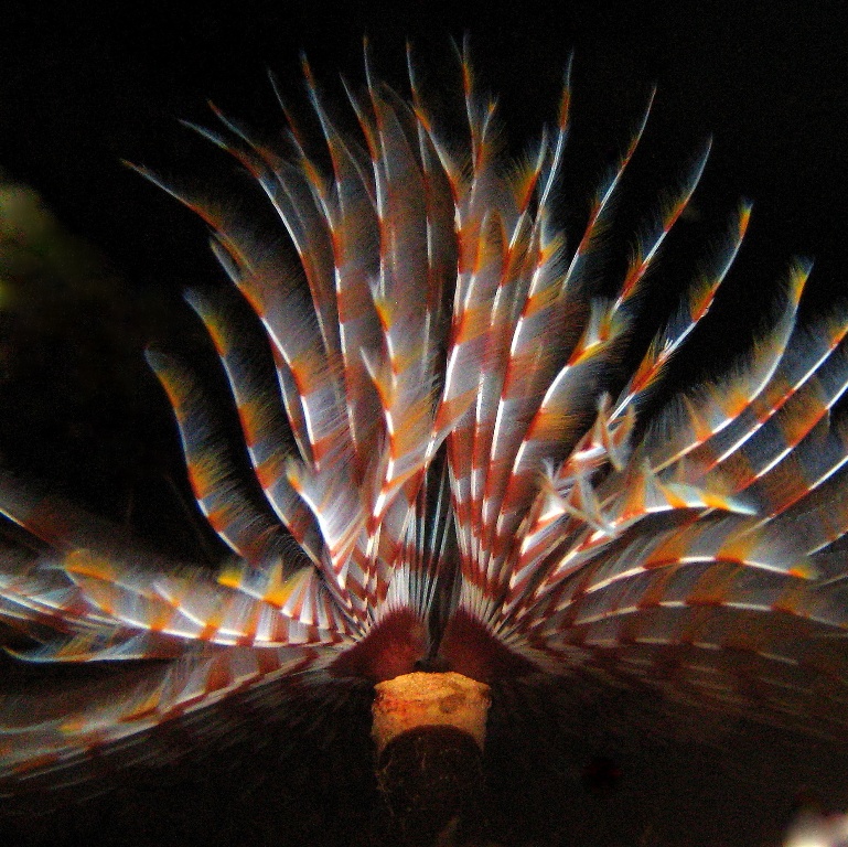 Морской трубчатый червь.