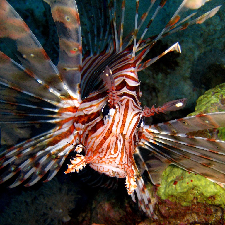 Крылатка-воин.