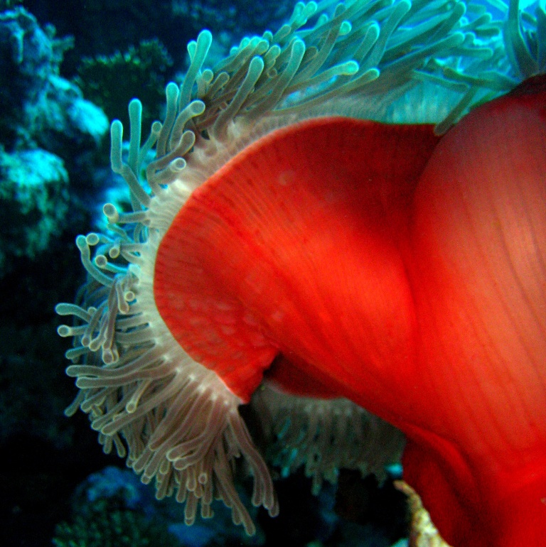 Великолепная ковровая актиния.