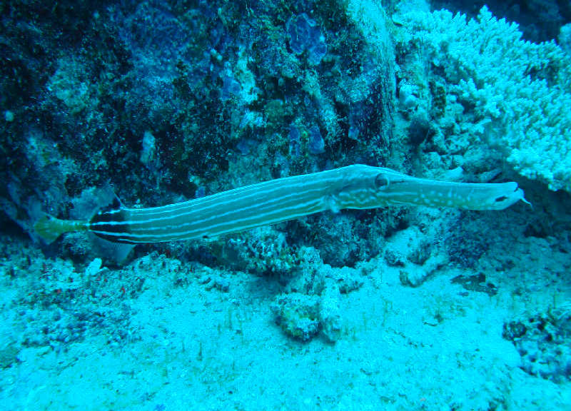 Таиланд декабрь 2010 Таиланд декабрь 2010