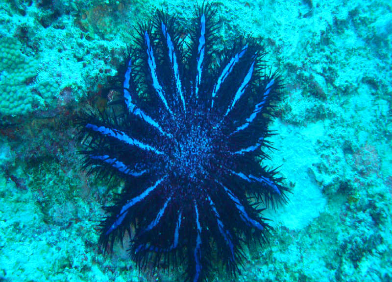 Таиланд декабрь 2010 Таиланд декабрь 2010