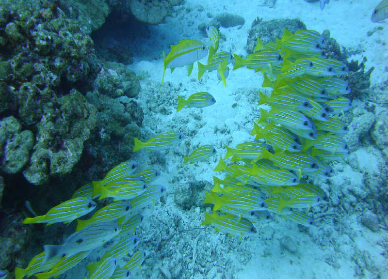 Таиланд декабрь 2010 Таиланд декабрь 2010