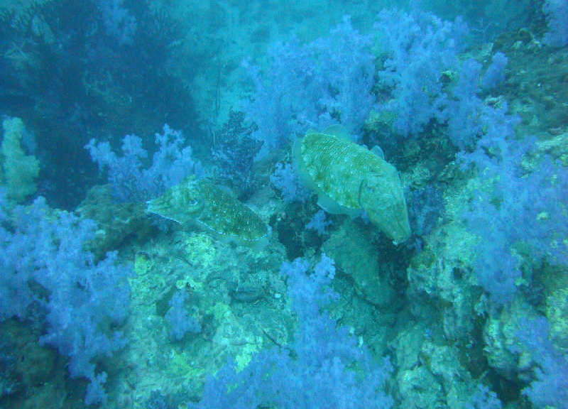 Таиланд декабрь 2010 Таиланд декабрь 2010