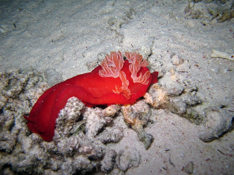 Хургада 01_11