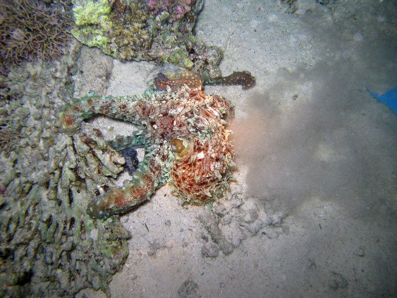 Хургада 01_11