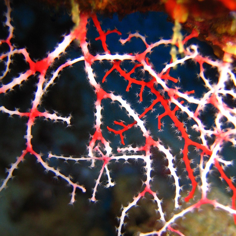 Нежная акабария.