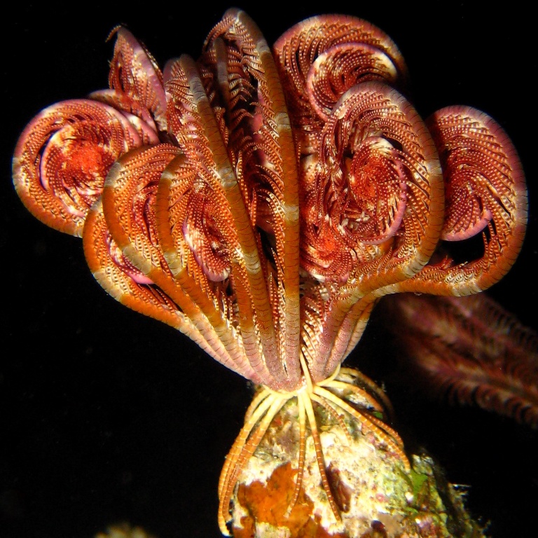 Морская лилия.