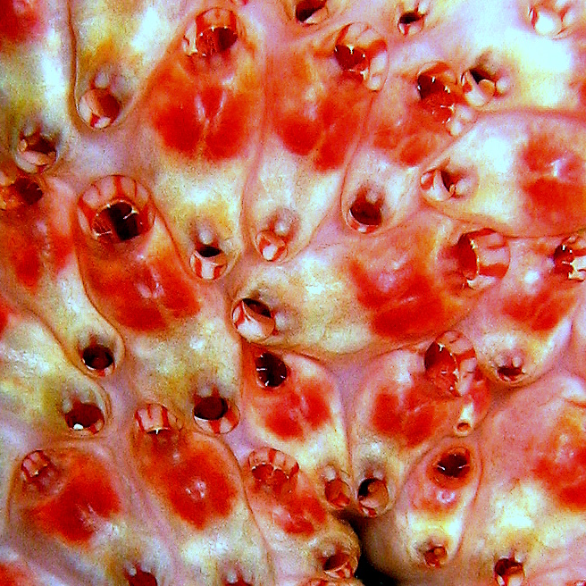 Колония асцидий. Колония асцидий.