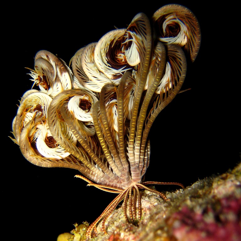 Морская лилия.