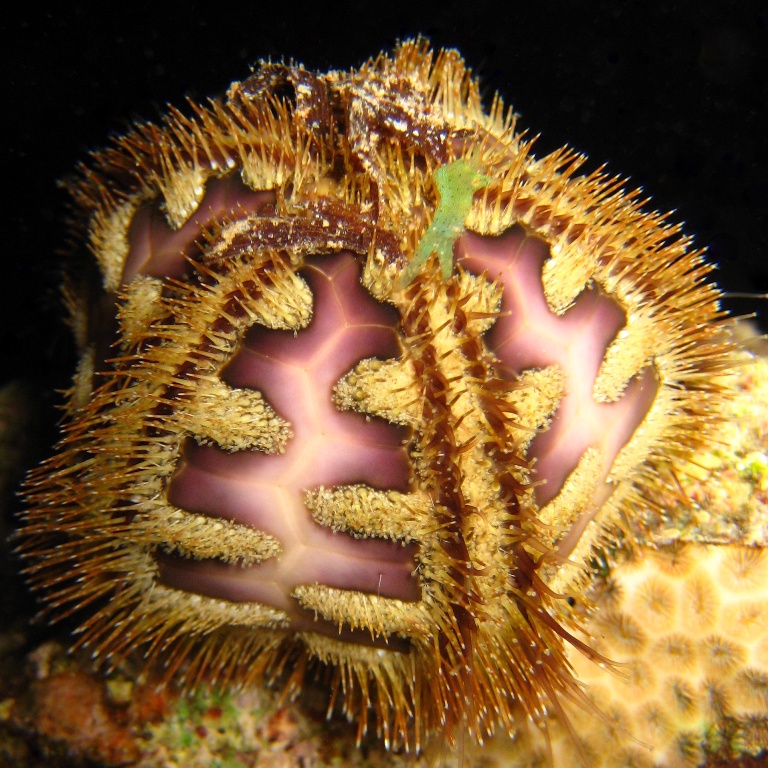 Плешивый морской ёж. Плешивый морской ёж.