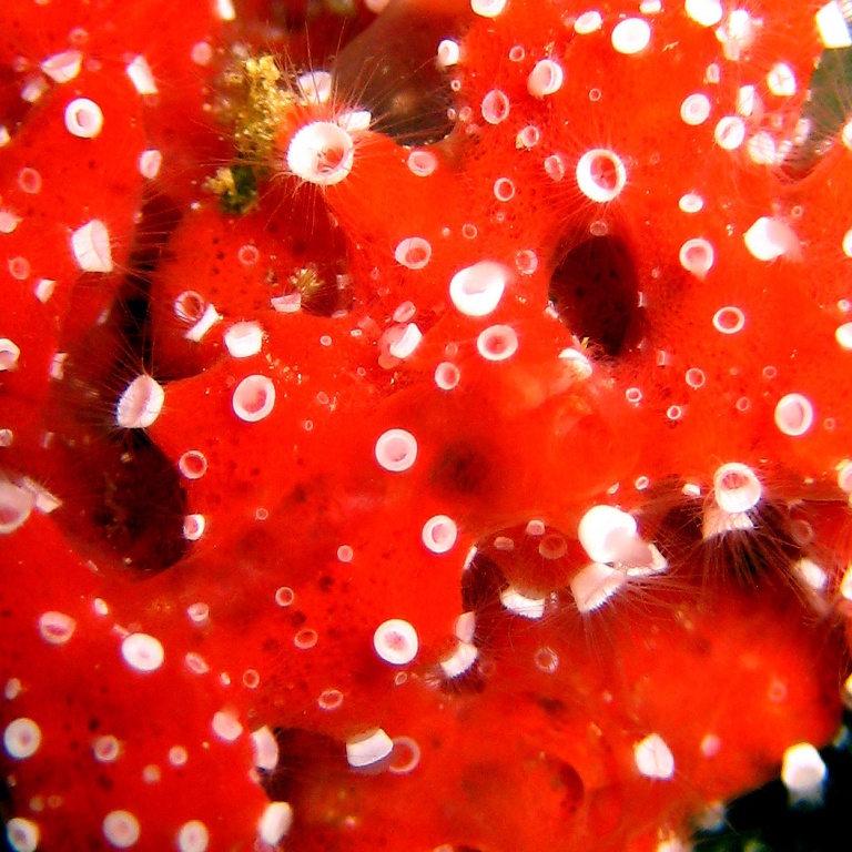 Фабрика медуз.